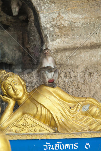 Monkeys in the Buddhist temple meet visitors and parishioners