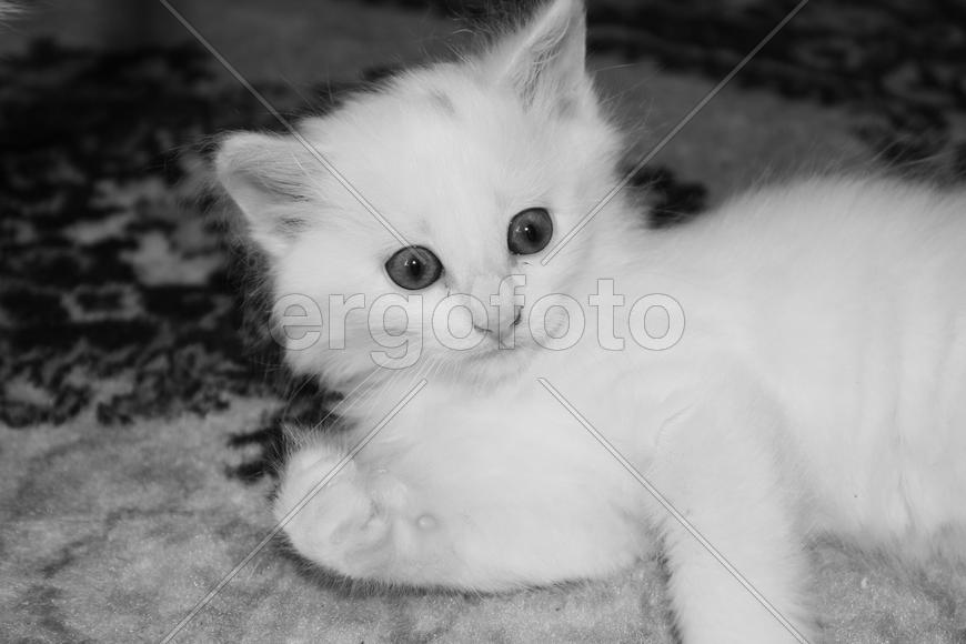Маленький белый котенок 