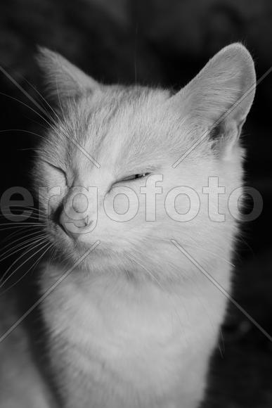 Морда белой кошки 