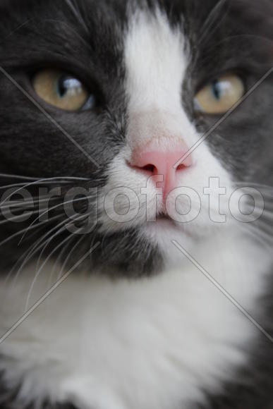 Кошачий нос 