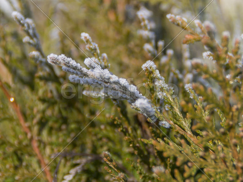 Веточки в снегу 