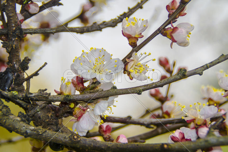 Дерево в цвету