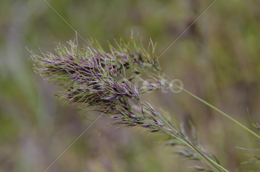 Степные колоски