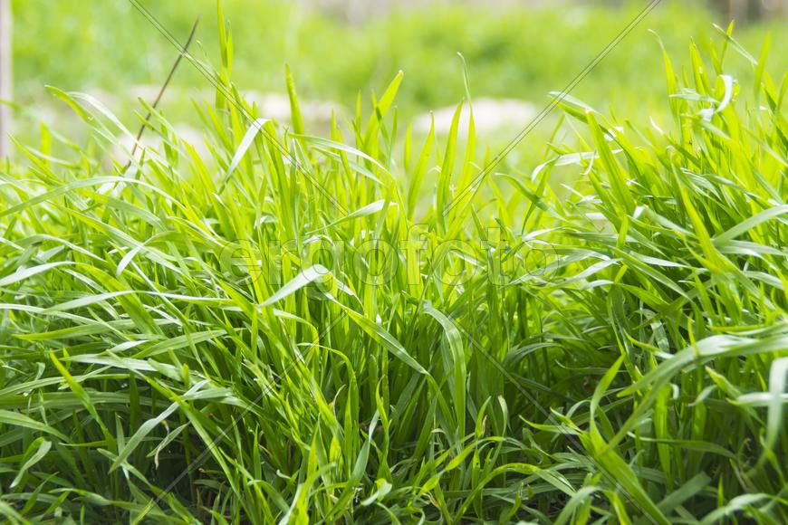 Трава у дома