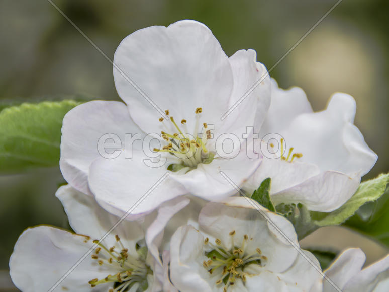 Цветение яблони