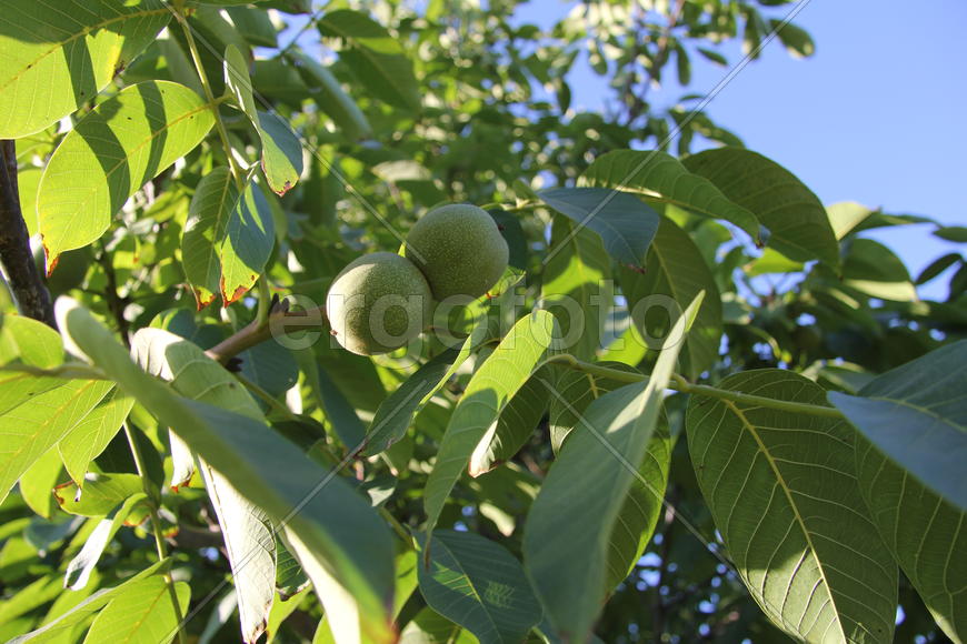 Грецкие орехи на дереве
