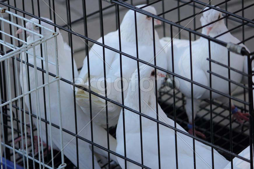 Голуби в клетке 