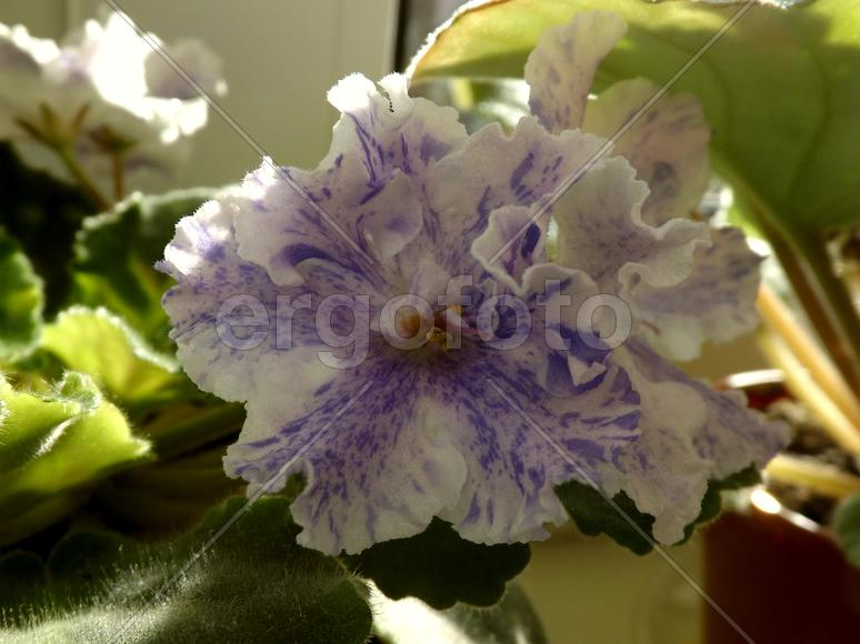 Сиреневый цветок комнатной фиалки 