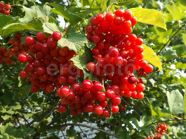 Грозди калины на ветке 