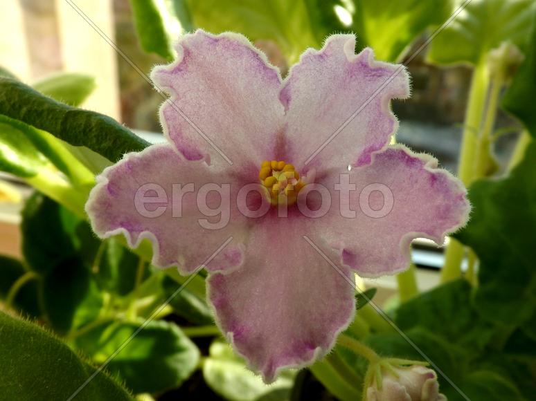 Пушистый бутон розовой фиалки 