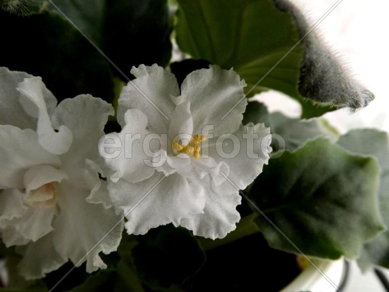 Бутон белой фиалки 