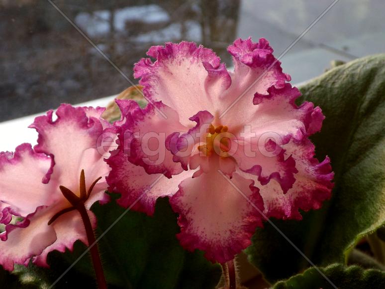 Нежно розовый цветок комнатной фиалки 