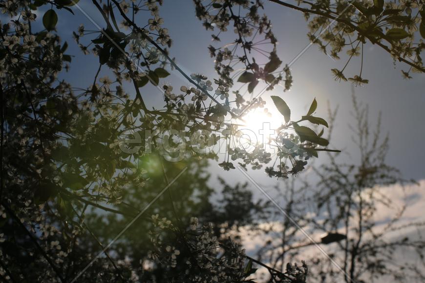 Лучи солнца сквозь ветви цветущей вишни 