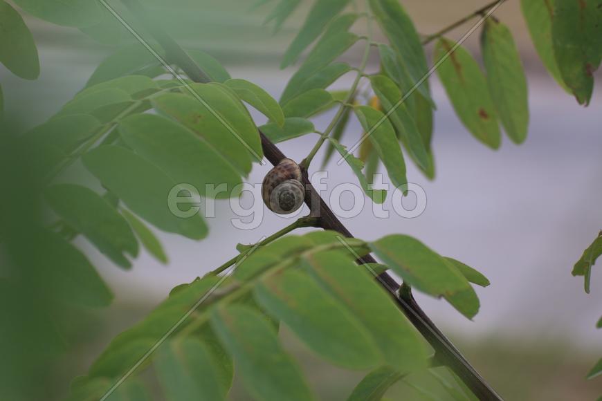 Улитка на ветке