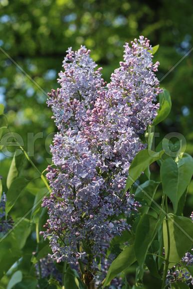 Цветы сирени на зеленом фоне 