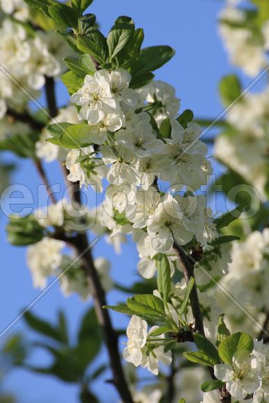 Цветение вишни 