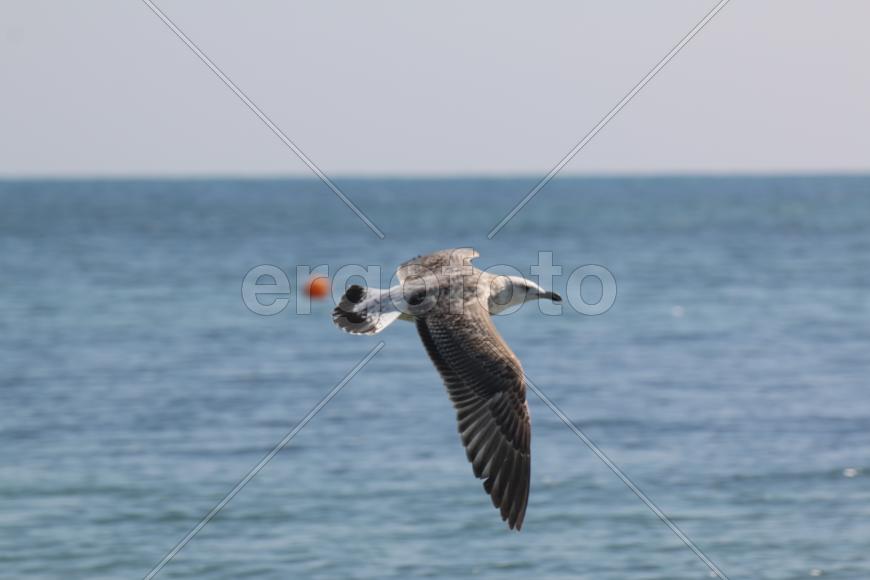 Расправив крылья (летящая чайка)