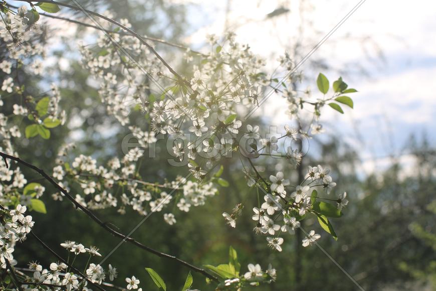 Цветение вишни 