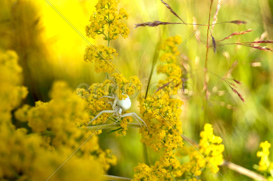 Белый паук Караку́рт 