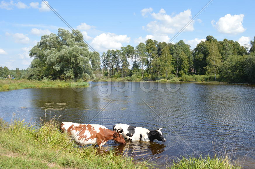 Летом в деревне