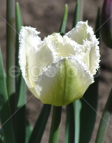 красавец - "Белый лебедь"