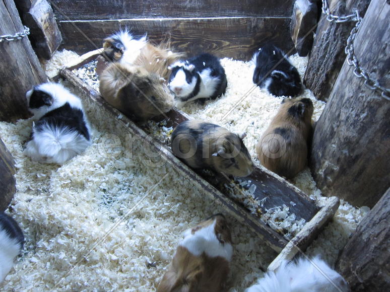 Группа морских свинок 