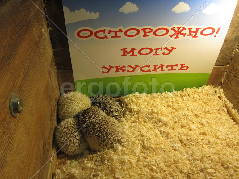 Ежики спят в углу террариума 