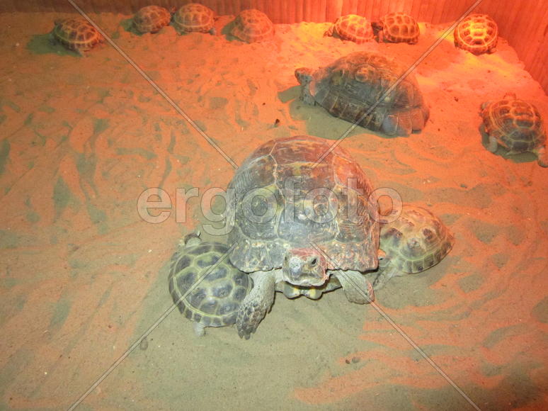 черепашки на песке 