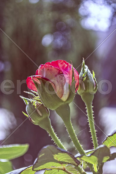 Роза красная моя