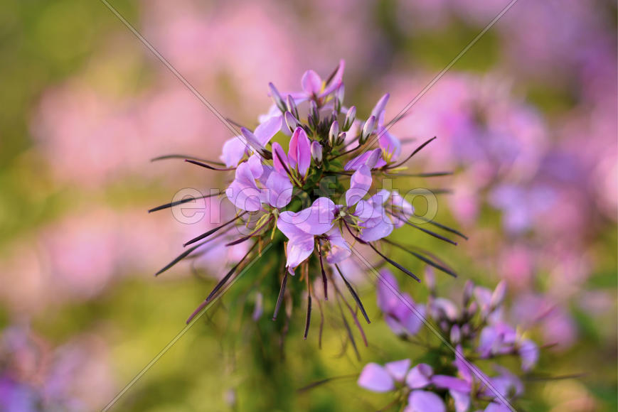 Розово-зеленая нежность