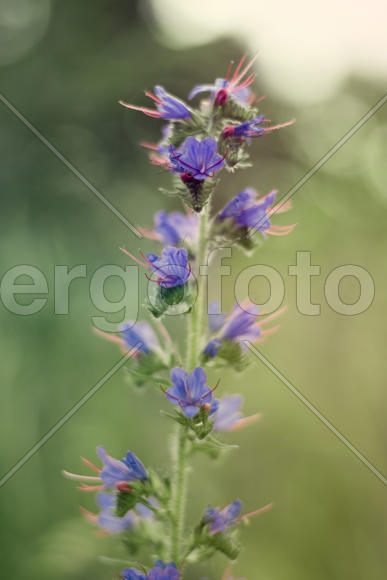 Колокольчики