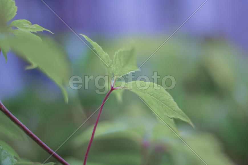 Нежные цвета полсде дождя