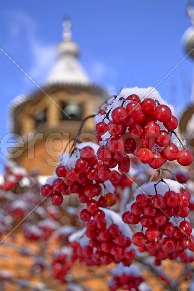 Всехсвятский скит. Гроздья рябины под снегом 