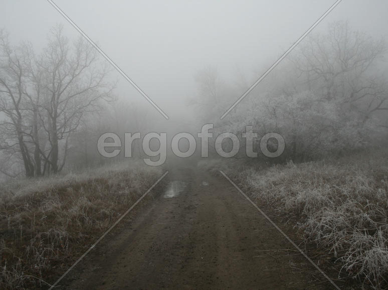 Туман в лесу