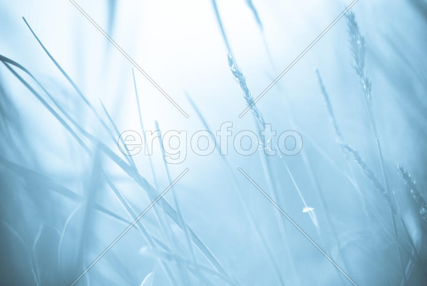 Стебли трав на фоне света