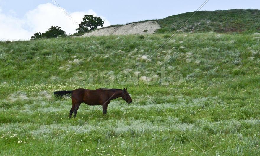 Пасущийся на зелёном склоне конь