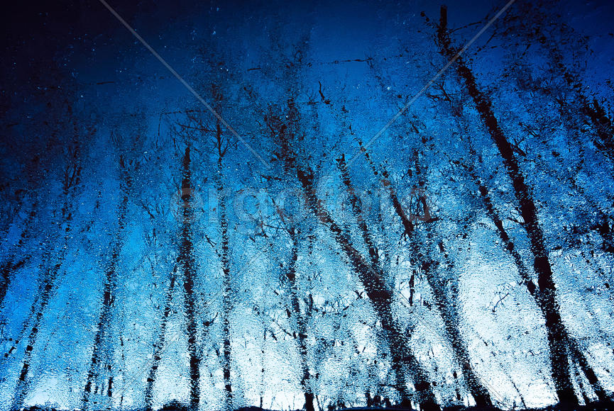 Отражение деревьев в воде 