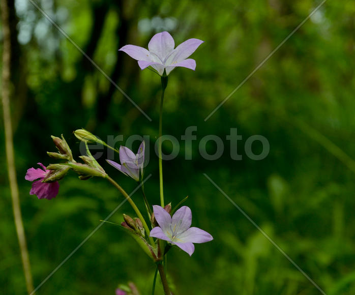 Лесные цветы