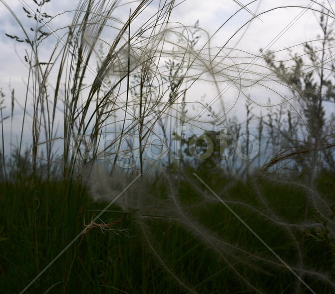 Ковыль на фоне серых облаков 