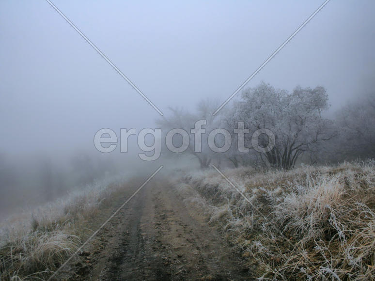 Лесная дорога уходящая в туман