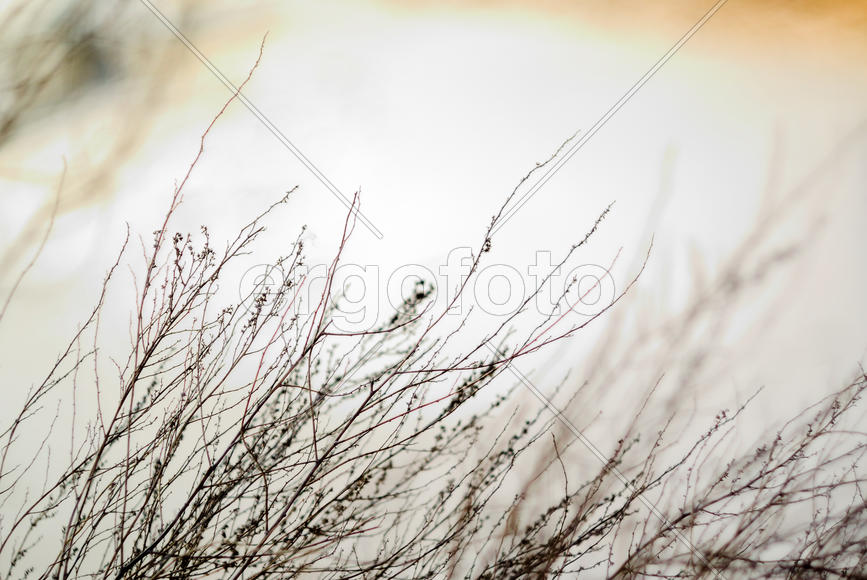 Сухая трава 