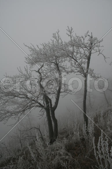 Деревья в тумане