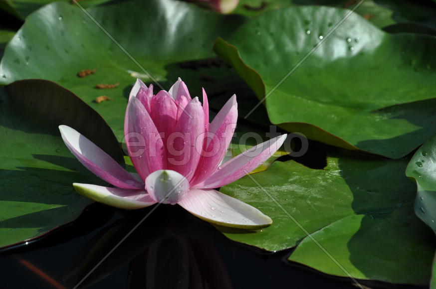 Лотос в ботаническом саду 