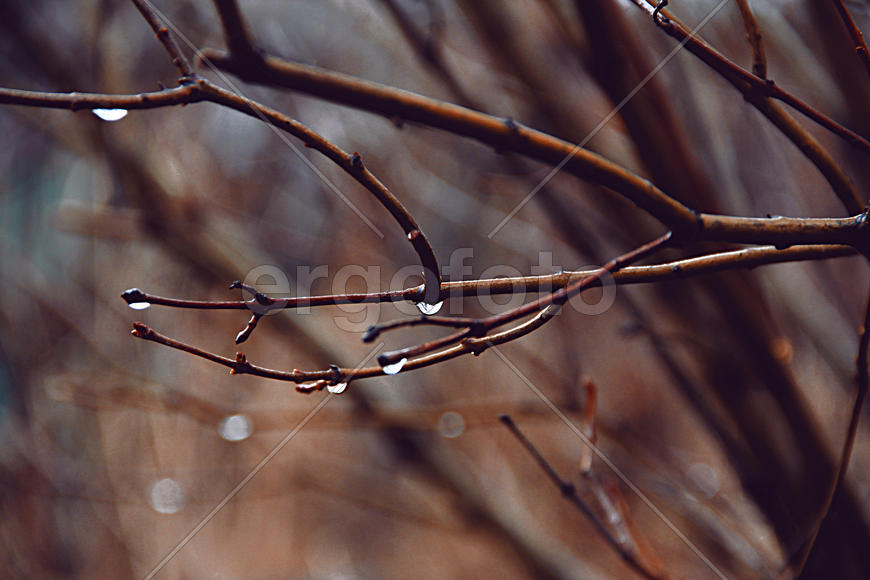 Веточка с каплей