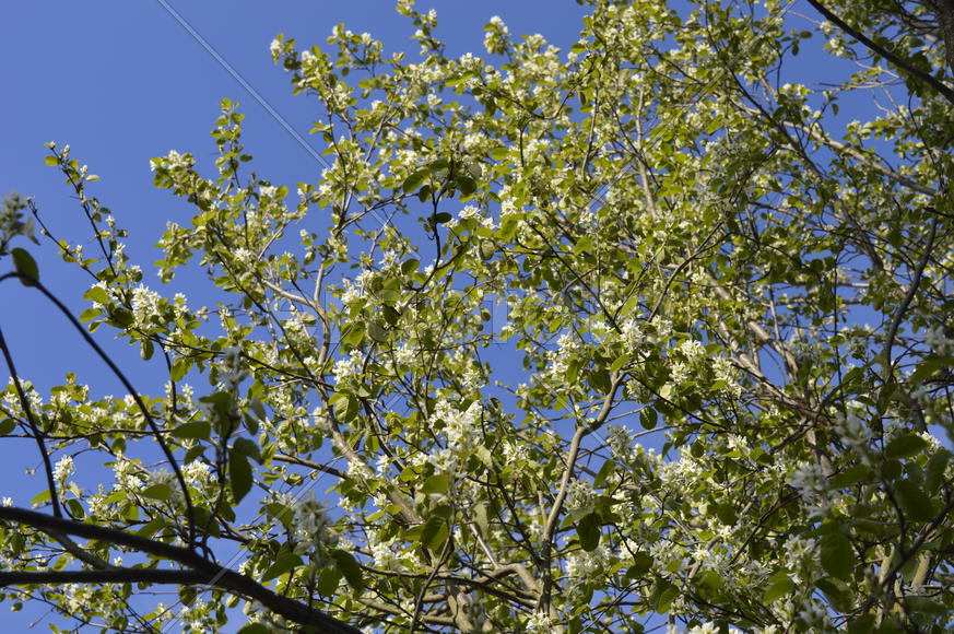 Цветение ирги