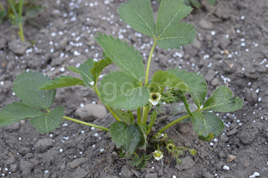 Куст виктории