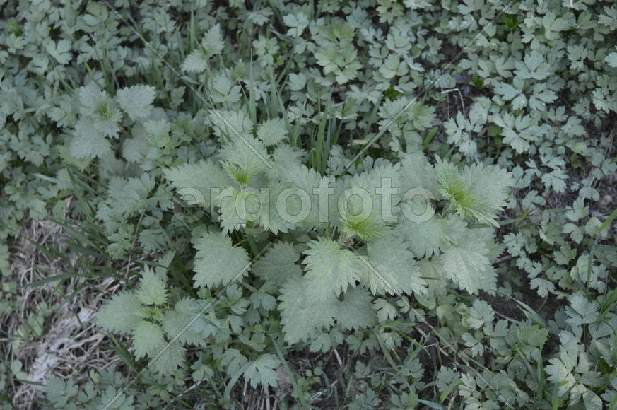 Крапива на полянке 