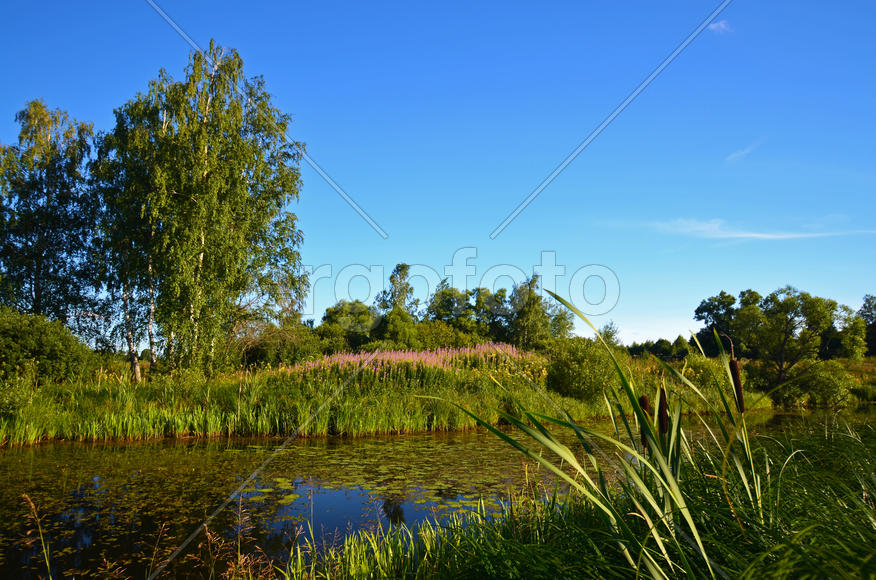Озеро в лесу напоенное кувшинками 
