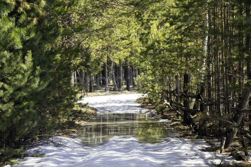 Весенний лес
