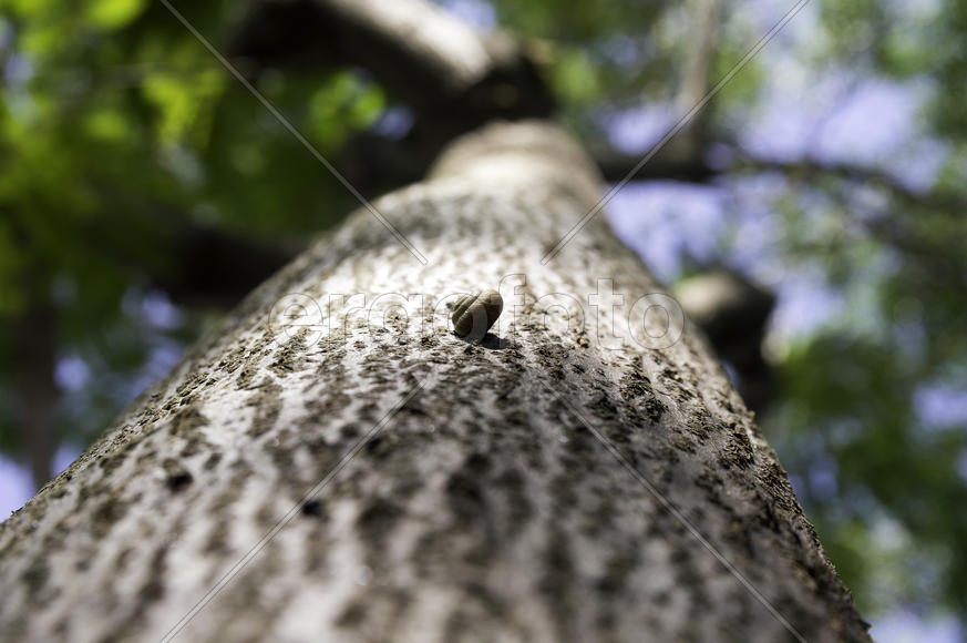 Марафон. Улитка на кроне дерева